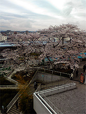 よみランの桜 2010_c0044700_17334652.jpg