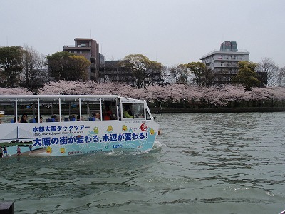 水都　桜_e0097701_0145514.jpg