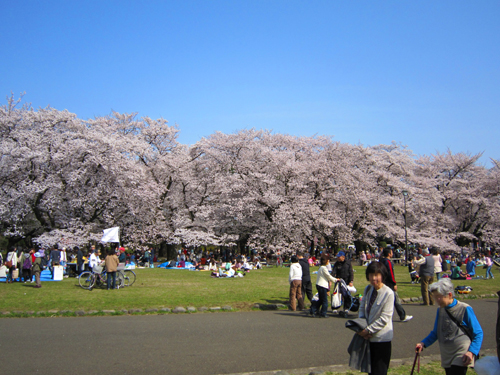 小金井公園でお花見_f0185403_1136556.jpg