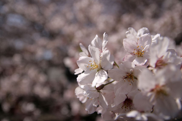 桜♪さくら_d0108506_20225520.jpg