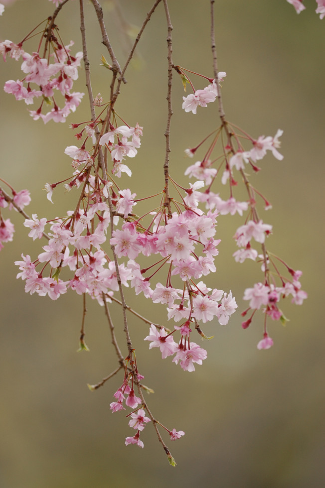 枝垂桜_d0137406_12265890.jpg