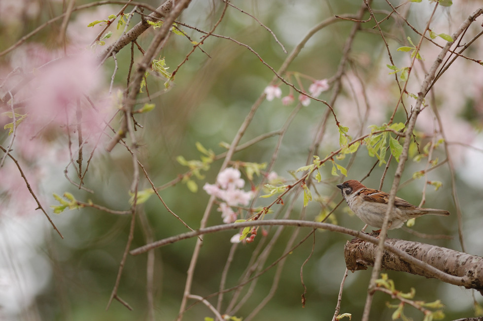 枝垂桜_d0137406_1231351.jpg