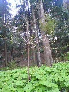 c0010510_9203322.jpg