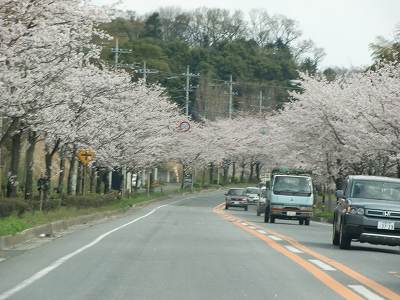 桜・桜・桜_f0230410_1003098.jpg