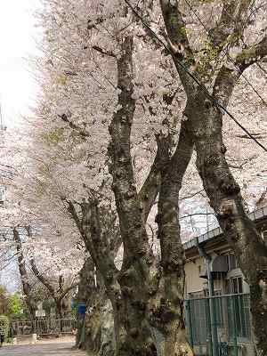 桜・桜・桜_f0230410_1013474.jpg