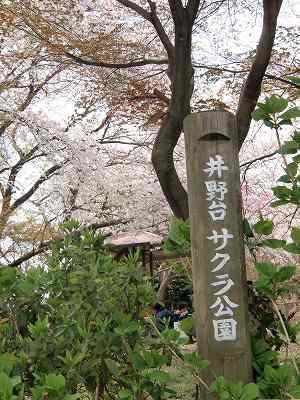 桜・桜・桜_f0230410_958073.jpg