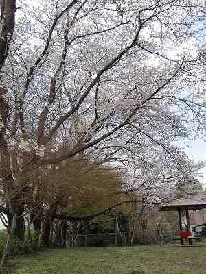 桜・桜・桜_f0230410_9585688.jpg