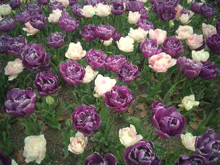 c0032212_23592374.jpg