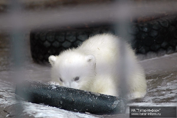 ロシア・カザン市動物園で生まれた赤ちゃんの名前決定_a0151913_15173964.jpg