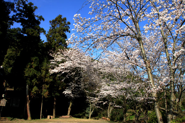 さくら満開　八幡宮_e0048413_2241246.jpg