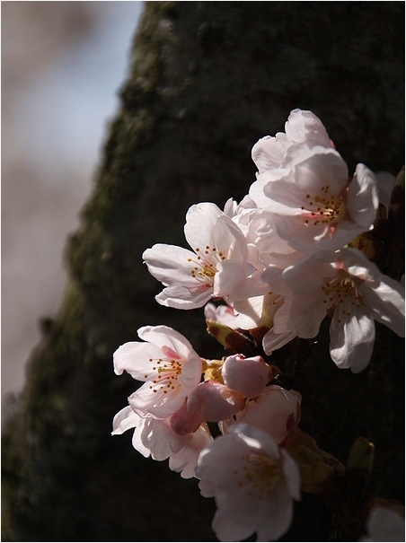 市内の公園　古城山公園_c0100214_22274997.jpg