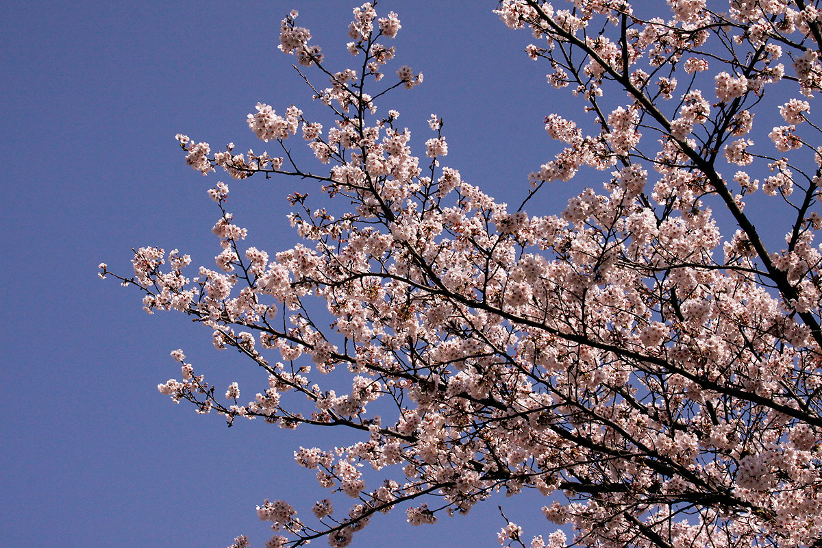 桜の花と菜の花1_f0060717_1161884.jpg