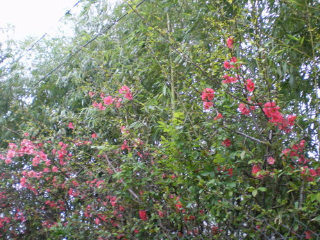 c0124619_4483630.jpg