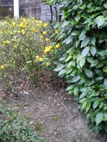 c0124619_448430.jpg
