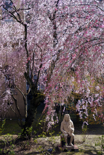 京都府庁旧本館の桜_b0029222_312538.jpg