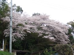 桜_d0041124_13362049.jpg
