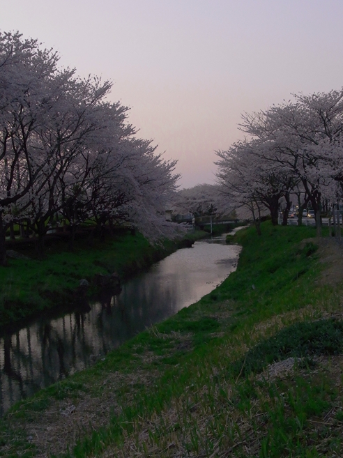 川越の桜　１０_f0040525_20401753.jpg