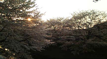 桜と黄昏_c0155326_010282.jpg