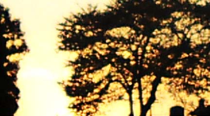桜と黄昏_c0155326_011117.jpg