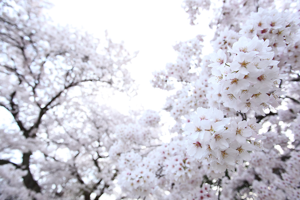 2010 桜 Part 3_c0120527_22532769.jpg