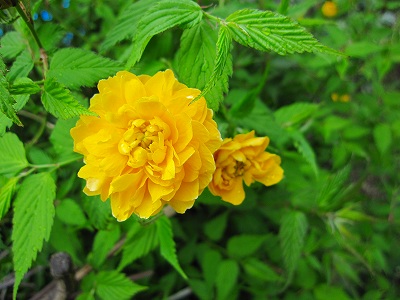 e0176627_20122458.jpg