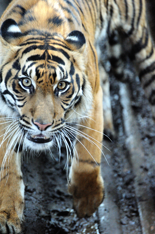 上野動物園にて_d0136628_17315697.jpg