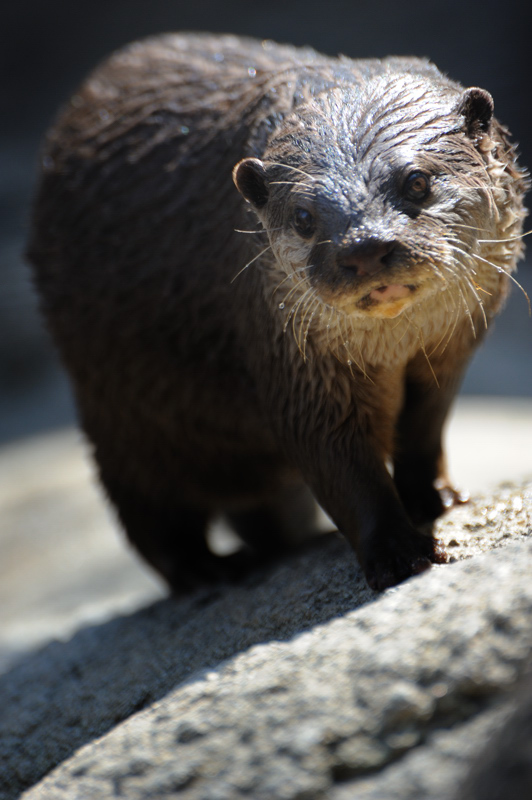 上野動物園にて_d0136628_17321032.jpg