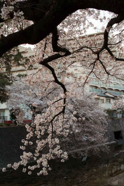 夙川の桜_c0106831_21563689.jpg