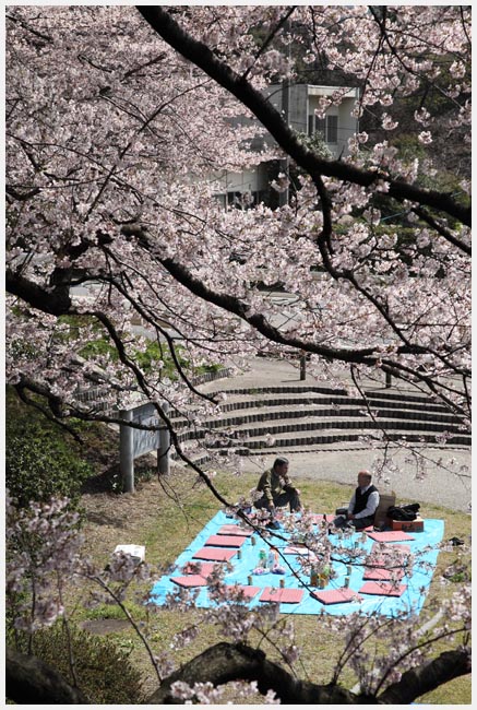 黄金堤の桜　その2_e0077631_1943695.jpg