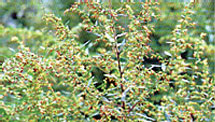 b0086532_1754575.jpg