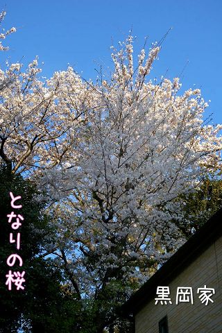 となりの桜ととなりの区の桜_c0062832_1942847.jpg