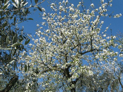 日本の桜1 はじめに_f0234936_23445695.jpg