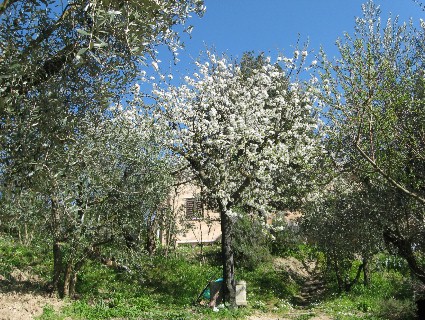 「花よりだんご」のイタリア人?_f0234936_2350574.jpg