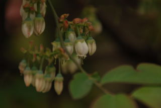 桜のあとは_c0218237_14112332.jpg