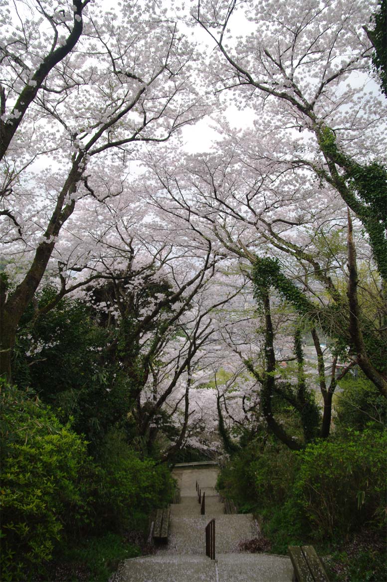 久米町／飯山桜_f0227938_1826444.jpg