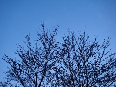 a0014840_2383331.jpg
