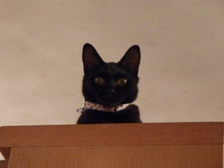 猫の森キャットシッター育成講座 ろった編。_a0143140_2144329.jpg