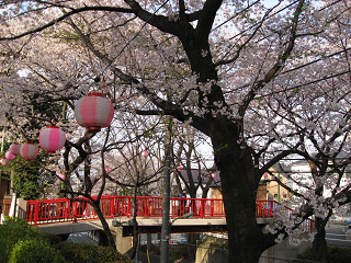 「桜」_f0065341_0115243.jpg