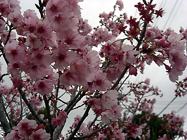 桜_f0031546_22394743.jpg