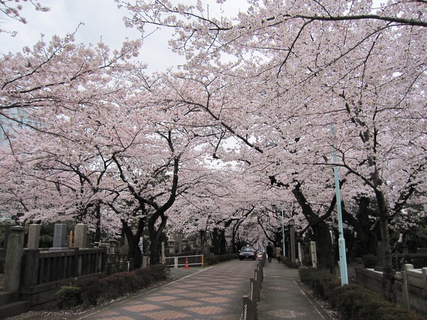 桜　Sakura　散ってしまう前に・・・_e0009547_2181066.jpg