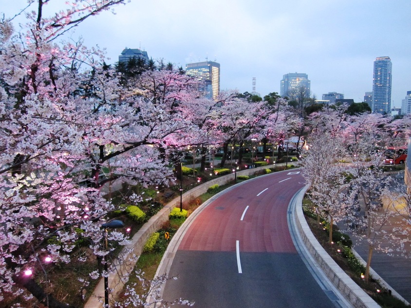 桜　Sakura　散ってしまう前に・・・_e0009547_219731.jpg