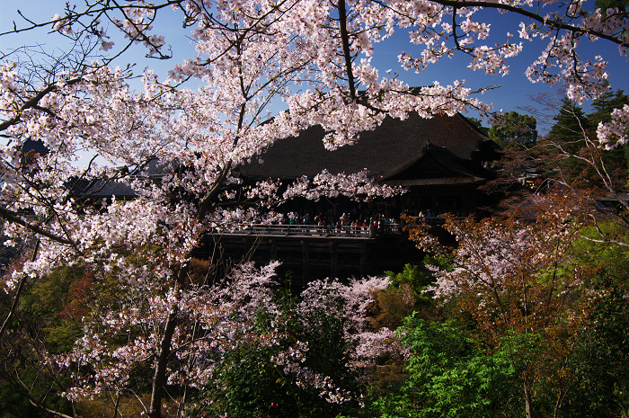 京都の桜(ねねの道~清水寺)_f0155048_23534051.jpg