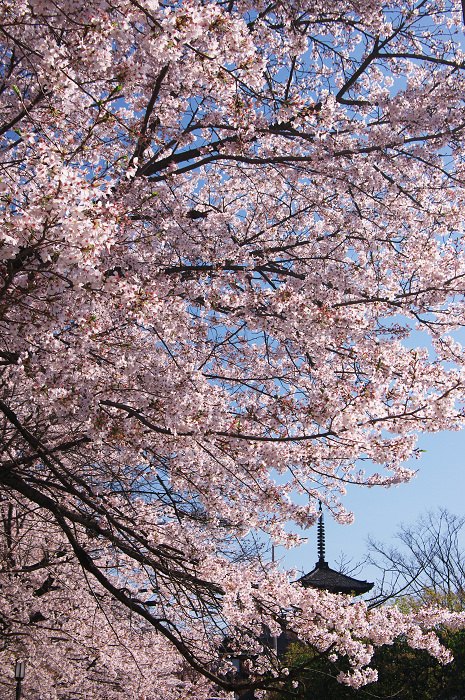 京都の桜(ねねの道~清水寺)_f0155048_23535481.jpg