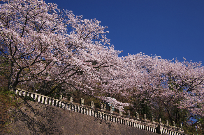 京都の桜(ねねの道~清水寺)_f0155048_23541148.jpg