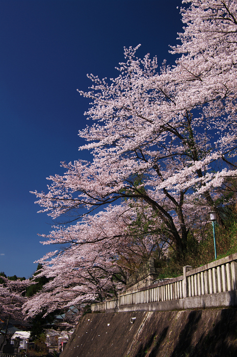 京都の桜(ねねの道~清水寺)_f0155048_23541817.jpg