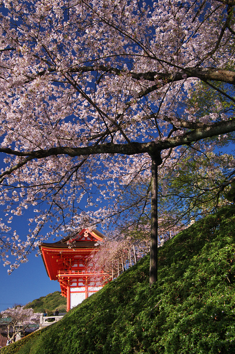京都の桜(ねねの道~清水寺)_f0155048_23543769.jpg