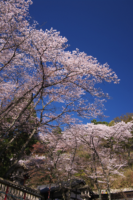 京都の桜(ねねの道~清水寺)_f0155048_2354416.jpg