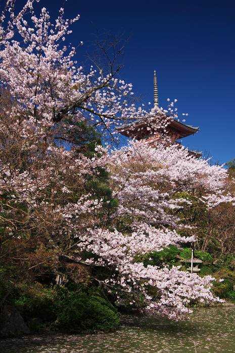 京都の桜(ねねの道~清水寺)_f0155048_2354562.jpg