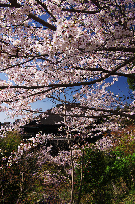 京都の桜(ねねの道~清水寺)_f0155048_23551910.jpg
