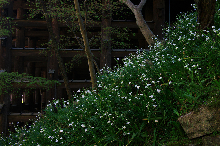 京都の桜(ねねの道~清水寺)_f0155048_23552795.jpg